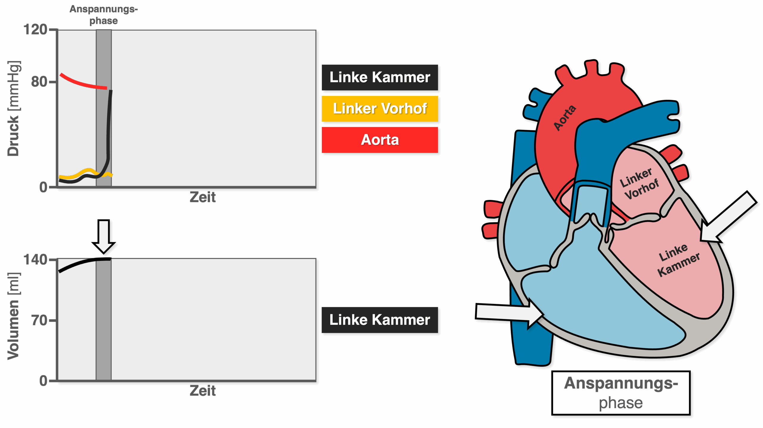Anspannungsphase