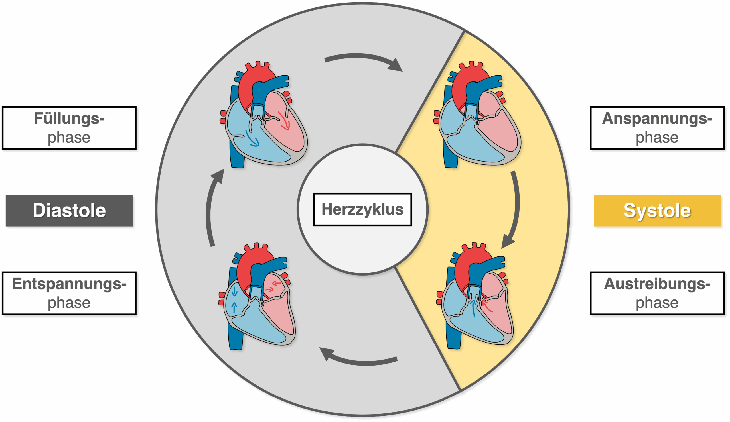Herzzyklus - Überblick